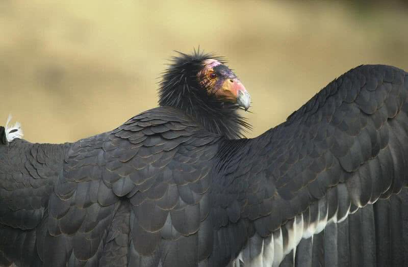 california condor