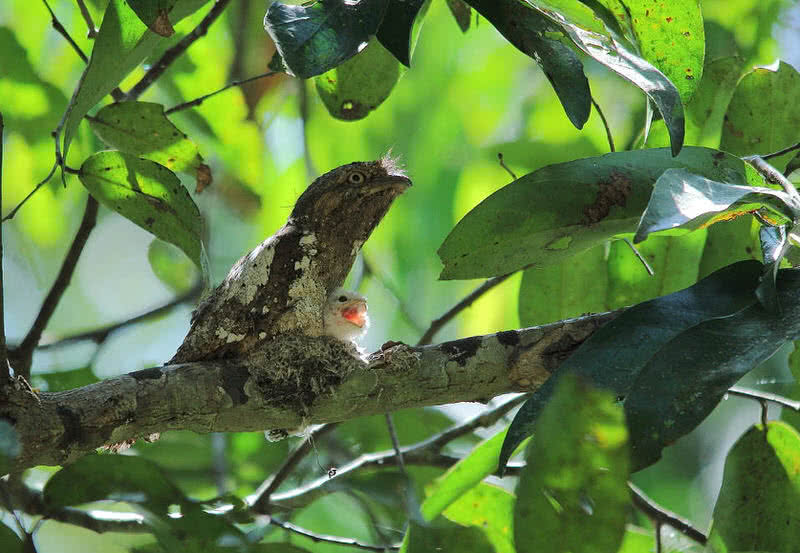 srilanka frogmouth