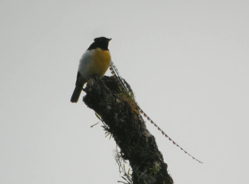 king of saxony bird of paradise