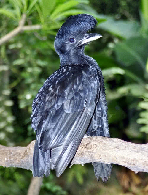 long wattled umbrella bird