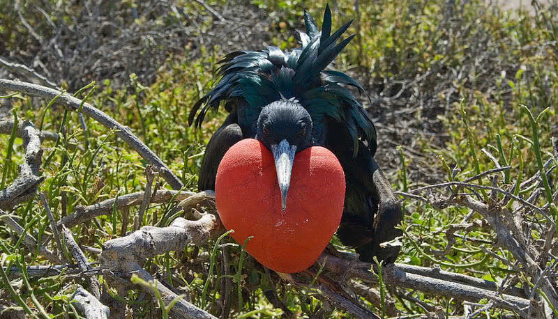 magnificient frigate bird