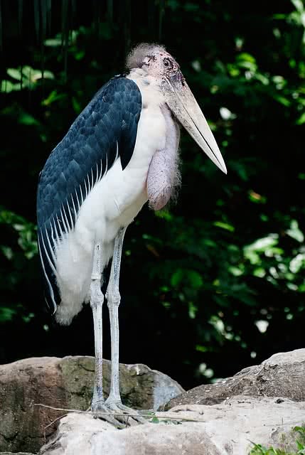 marabou stork