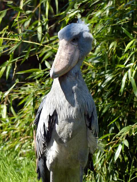 shoebill