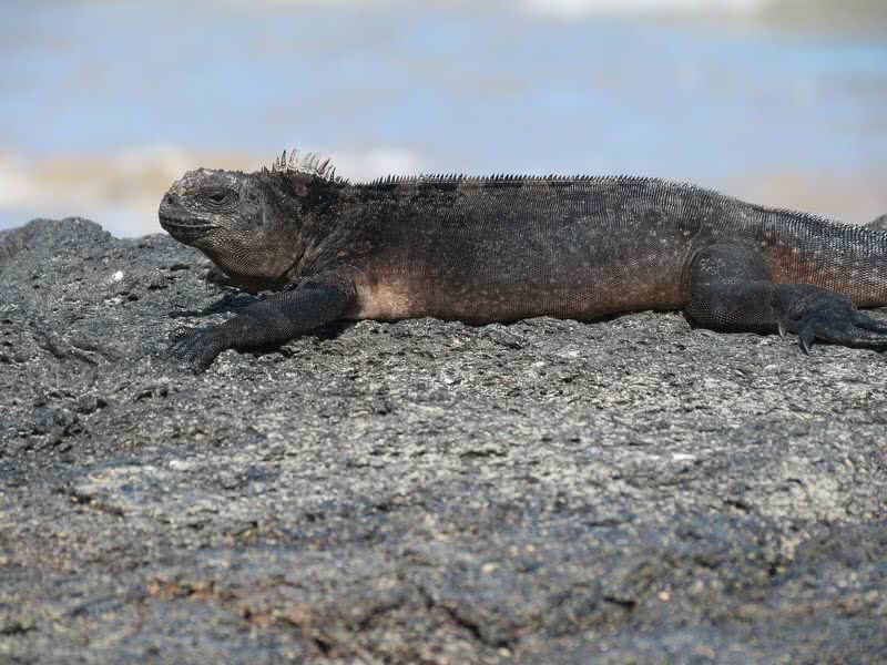 Top 10 Endemic Animals Of Galapagos Islands - The Mysterious World