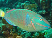 incredibly colorful ocean creatures