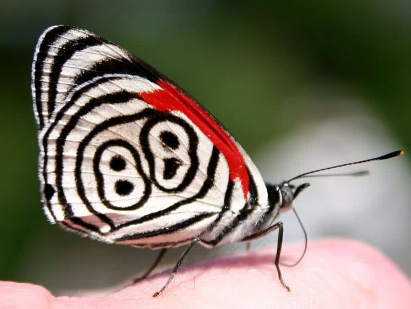 Eightyeight butterfly