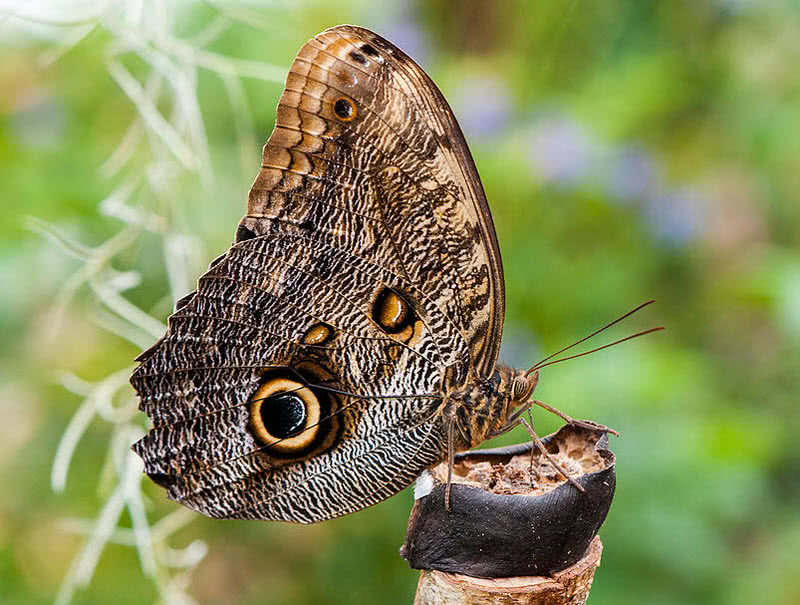 forest giant owl butterfly