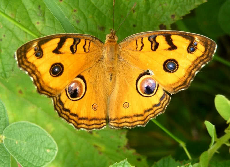 Peacock Pansy Butterfly