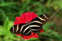 unusual and beautiful butterflies