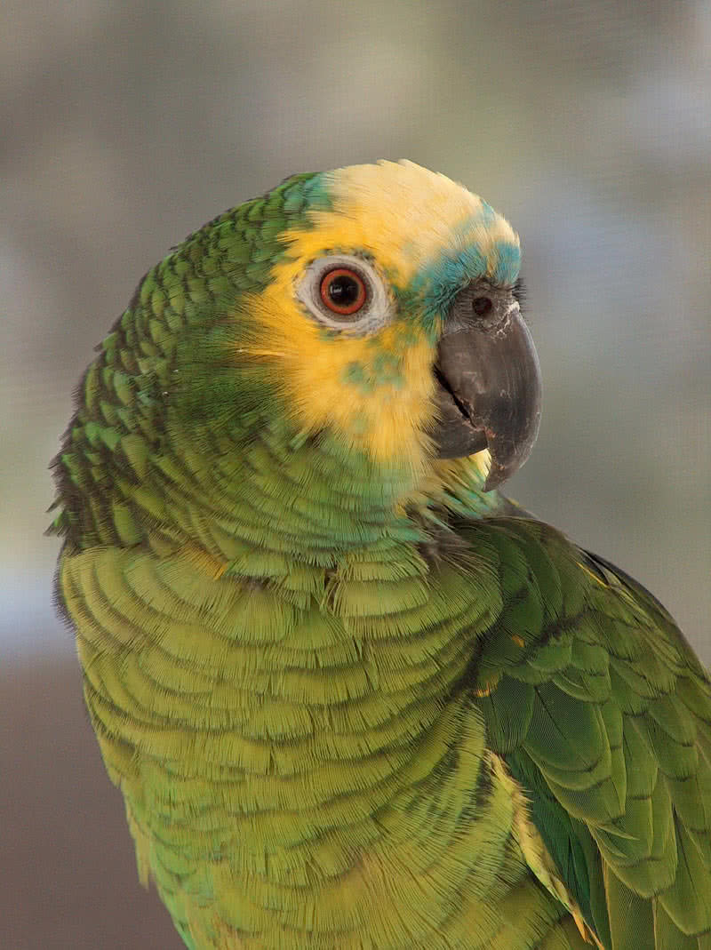 Top 10 Smartest Talking Birds In The World The Mysterious World,Types Of Cacti Houseplants