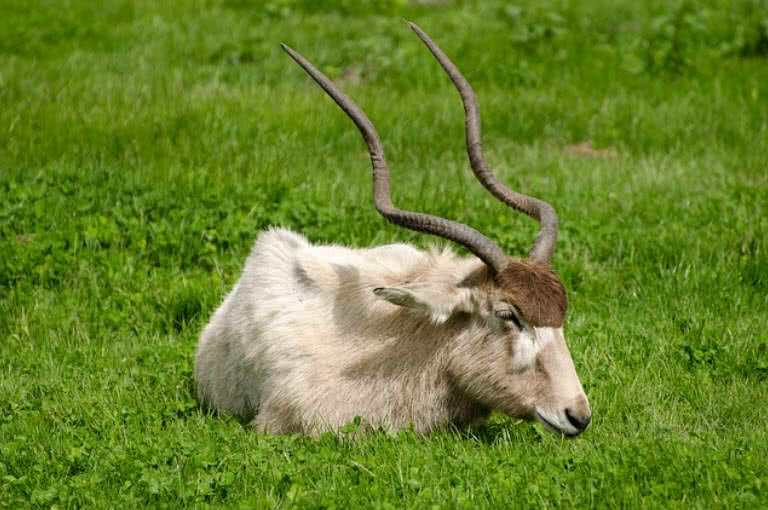 Top 10 Amazing Horns In The Animal Kingdom - The Mysterious World