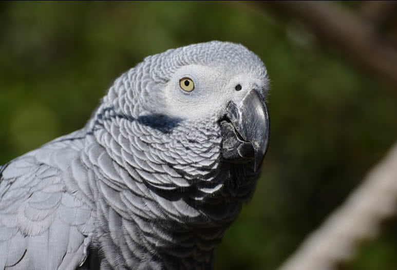 African Grey