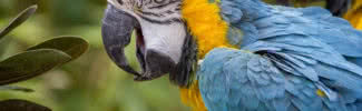 most beautiful parrots