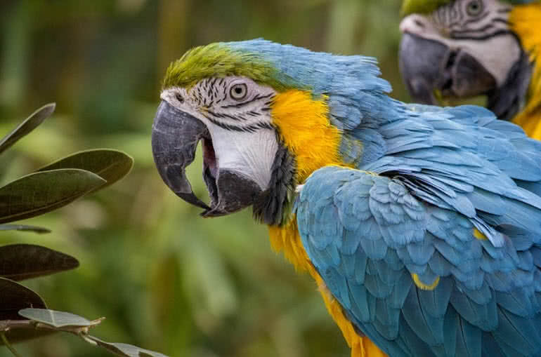 most beautiful parrots