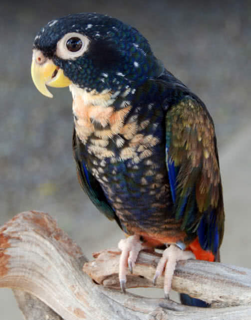 Bronze winged parrot