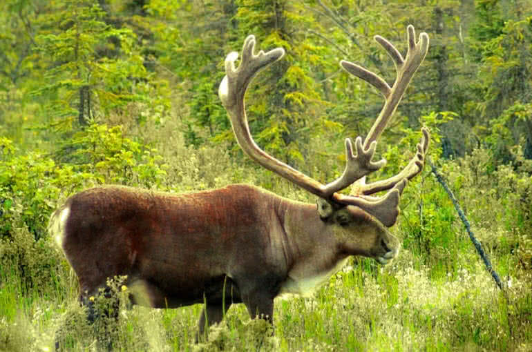 animals with antlers