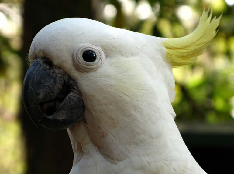 cockatoo blue