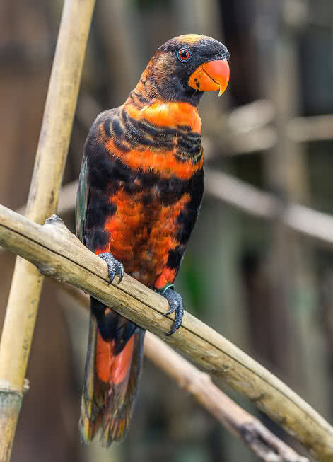 Dusky Lory Parrot