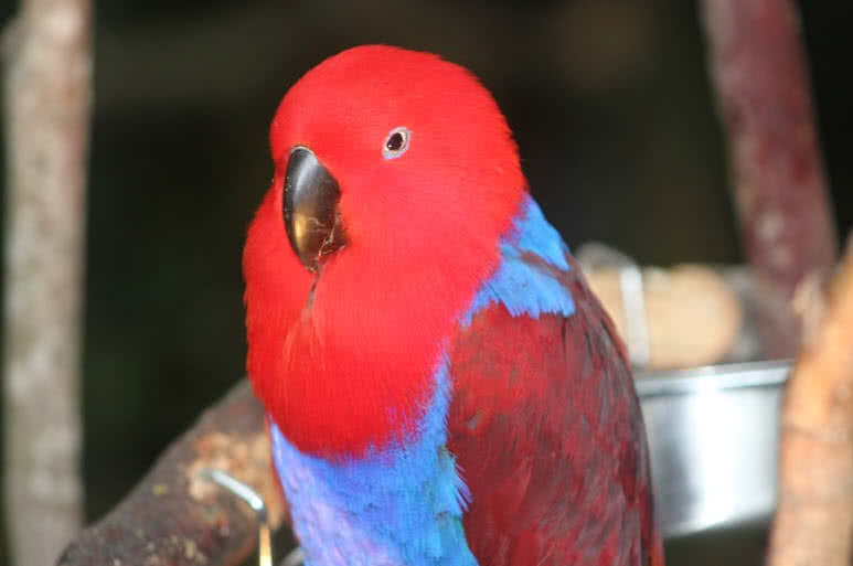 Eclectus Parrot