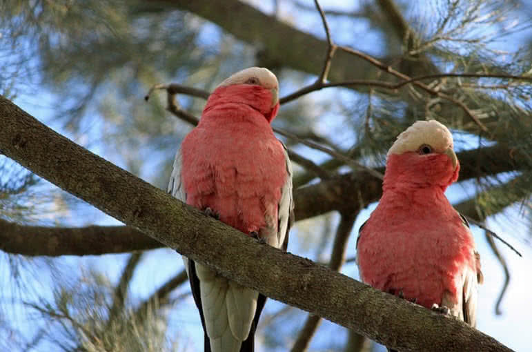 Galah Parrot