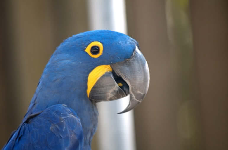 Hyacinth Macaw