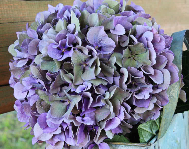 Top 10 Best Wedding Flowers In The World The Mysterious World