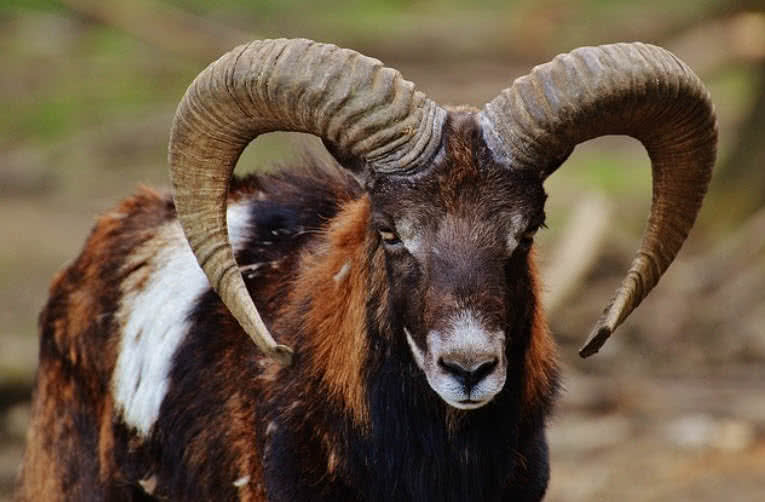 animals with amazing horns