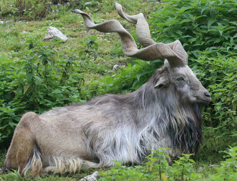 Top 10 Amazing Horns In The Animal Kingdom - The Mysterious World