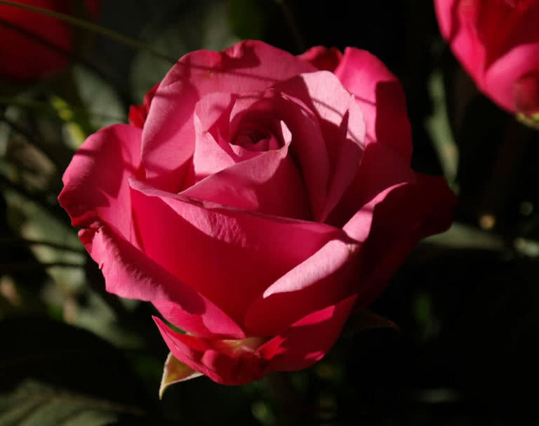 Top 10 Best Wedding Flowers In The World The Mysterious World