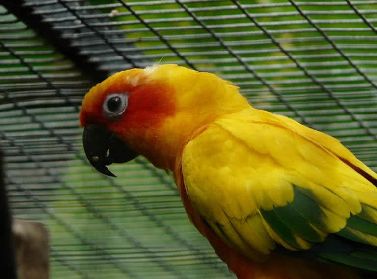 Sun Parakeet parrot
