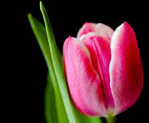 Best Wedding Flowers