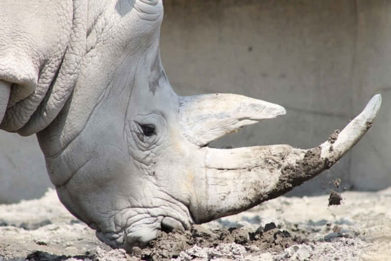 Top 10 Amazing Horns In The Animal Kingdom The Mysterious World