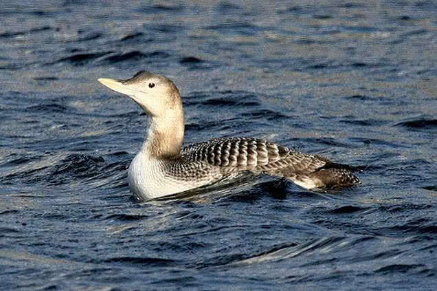 yellow billed loon