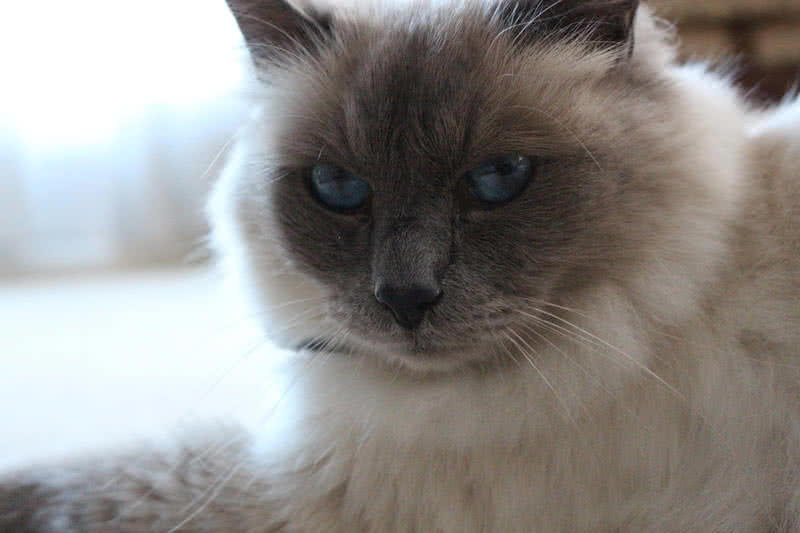 birman cat