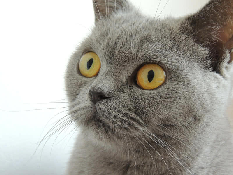 british shorthair