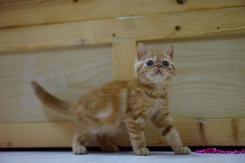 exotic shorthair breed