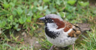 los mejores pájaros cantores