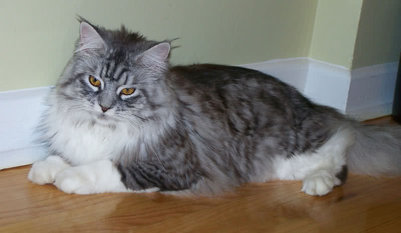 maine coon cat