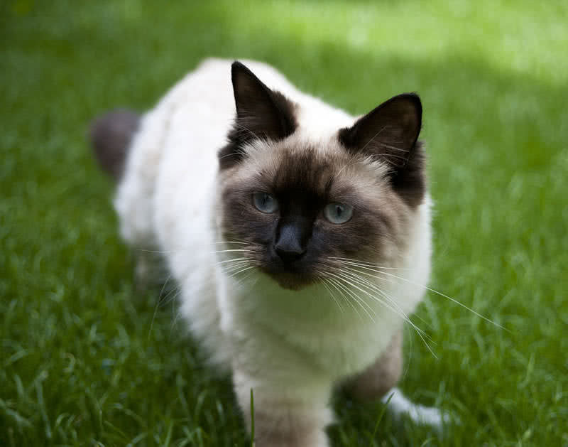 ragdoll breed