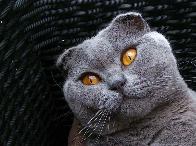 scottish fold