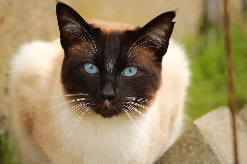 Top 10 Most Beautiful Cat Breeds In The World - The Mysterious World