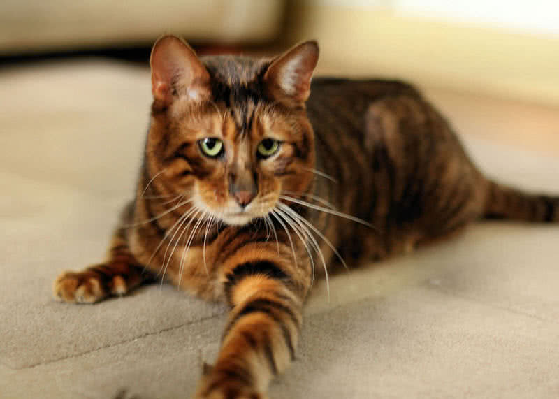 toyger cat