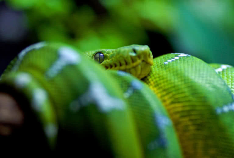 Top 10 Non-Venomous Snakes In The World - The Mysterious World