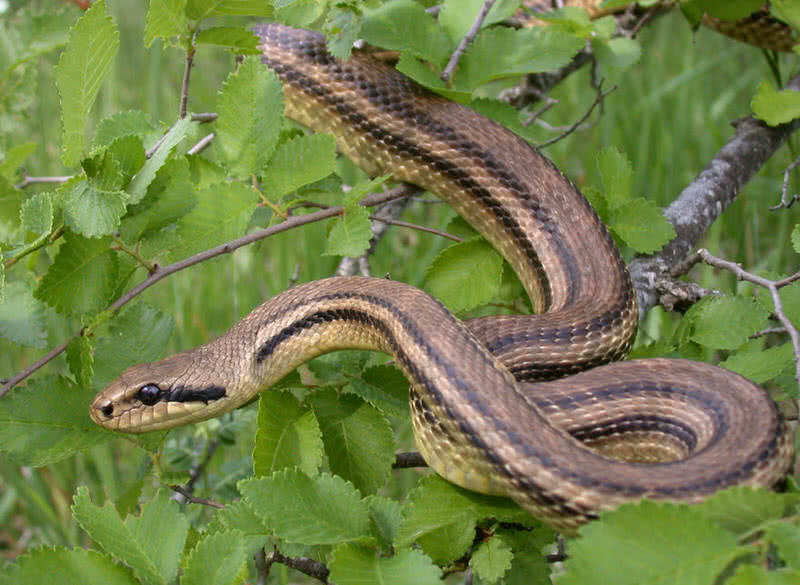 four lined snake