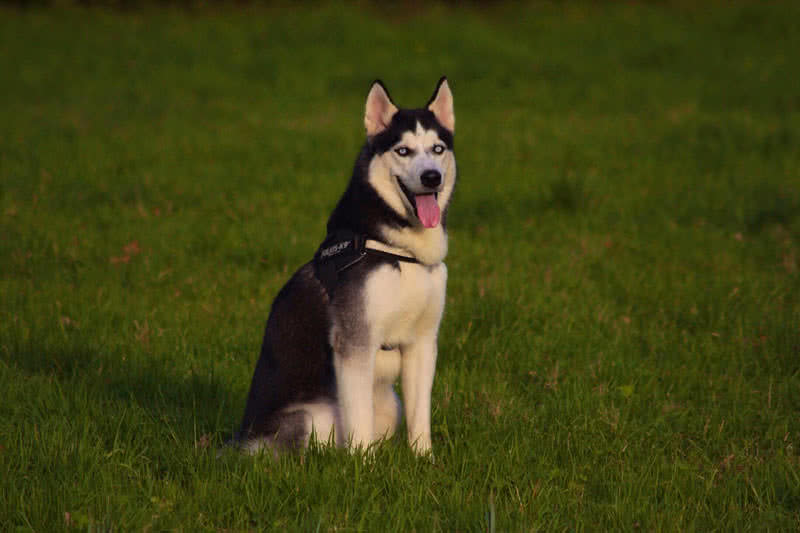 siberian husky