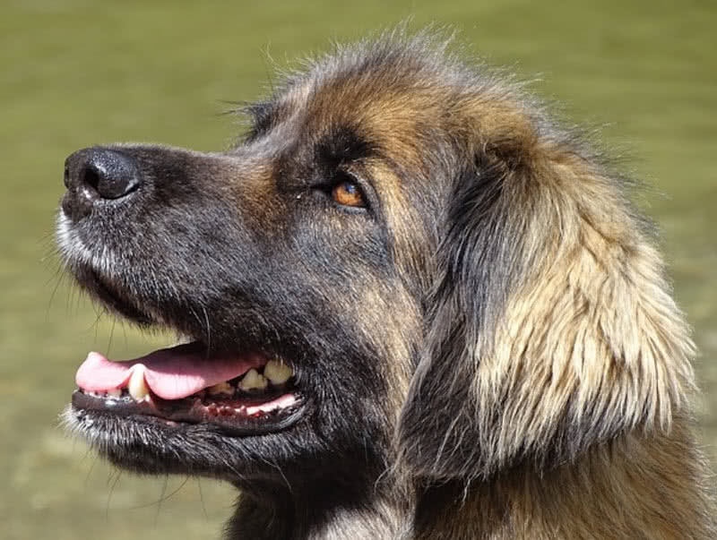 largest leonberger