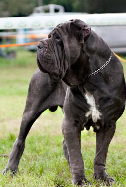 largest dog breeds