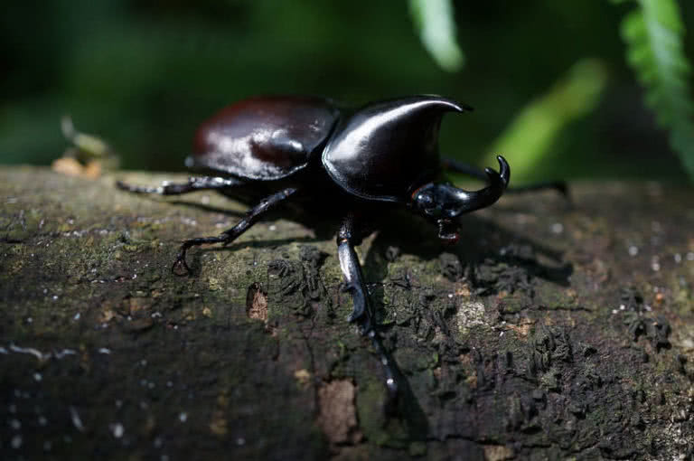 Top 10 Strongest Animals In The World - The Mysterious World