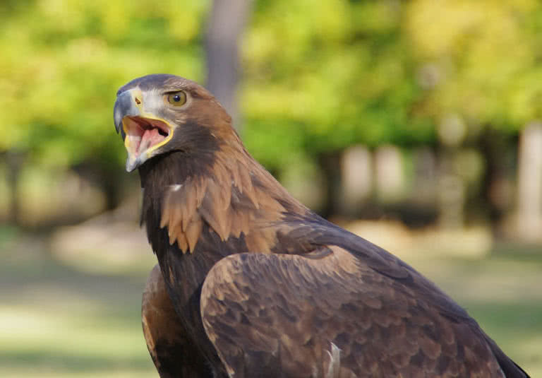 strongest birds of prey