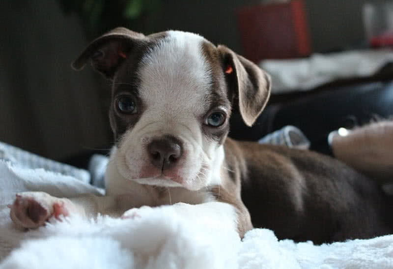 Droll Top 10 Cutest Puppies Breeds